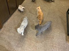 -more than meow吴止猫主题餐厅(承德 中船汇店)