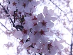 樱花-上海体育场(地铁站)