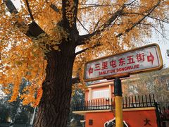 -三里屯东五街银杏大道