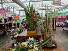 -荷兰花海