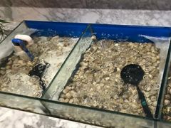 -火锅岛潮牌自助餐厅(天津天佑城店)