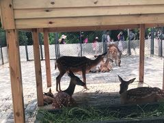 -长白岛森林公园