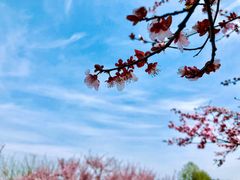 -白塘生态植物园