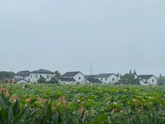 -大莲湖农家乐(青西郊野公园店)