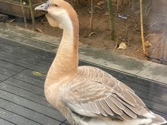 -春记潮汕牛肉火锅