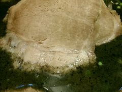 -博多一幸舍(侨福芳草地购物中心店)