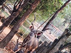 -清迈夜间动物园