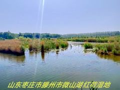 -滕州微山湖红荷湿地景区
