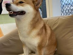 -怪兽屋·羊驼·猫咖·狗咖(俊华广场店)