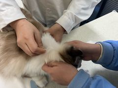 -顺强宠物诊所·狂犬免疫·夜诊·骨科(嘉定店)