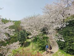 -苏州上方山国家森林公园