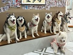 -星多哈·狗咖·拼豆·咖啡