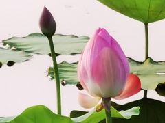 -绿堤公园