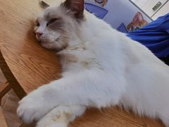 -李小姐の猫咖啡馆(五角场店)