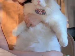 -欣宠猫屋·矮脚拿破仑·蓝金金渐层