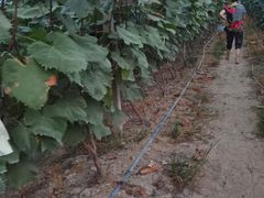 -马陆小张葡萄园农家乐