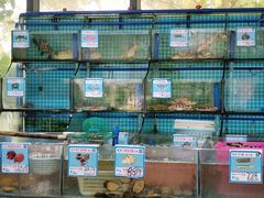 水产区-锦里海景海鲜餐厅.三亚老字号(亚龙湾中心广场店)