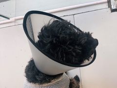 -关爱动物医院·心脏·中兽医·异宠(金牛路分院)