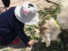 -小鱼草莓采摘园农家乐·小鱼餐厅