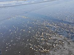 -启东黄金海滩景区
