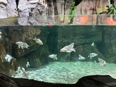 -石家庄海洋公园