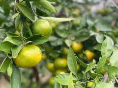 -前小桔亲子创意农场·草莓采摘·露营烧烤