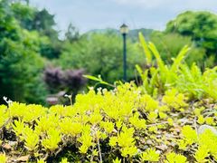 -鼓岭旅游度假区
