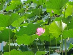 -团结湖公园