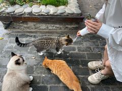 -喵屿·大理花园猫咖