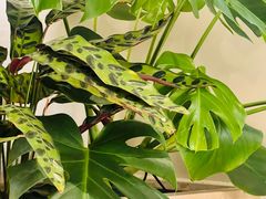 -志明眷村·台式融合菜·宵夜