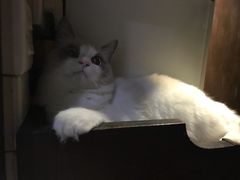 -Bastet sally猫舍购宠(静安店)