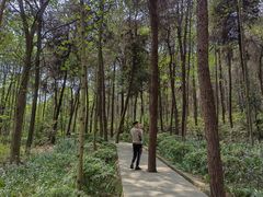 -铁山坪森林公园