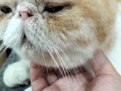 -喵园·猫主题咖啡厅·撸猫·猫咖(国贸店)