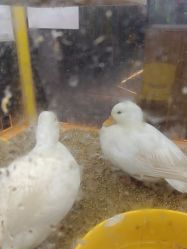-神奇动物撸宠馆·羊驼·小浣熊·异宠(豫园店)