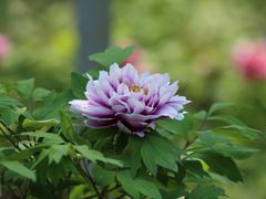 -洛阳市隋唐城遗址植物园