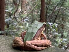 -宁波五龙潭景区