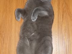 -宠福鑫24h动物医院