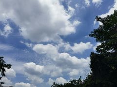 -杨三孃跷脚牛肉(美洲花园店)