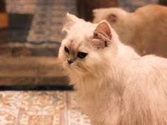 -more than meow吴止猫主题餐厅(承德 中船汇店)