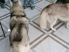 -星多哈·狗咖·拼豆·咖啡