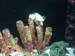 -暹罗海洋世界