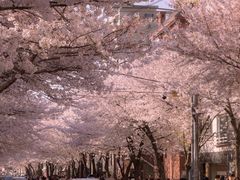 -乐天免税店(明洞店)