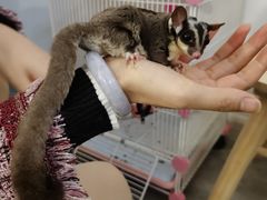 -楼上猫咖(罗湖店)