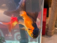 -海底捞火锅(武胜路凯德广场店)