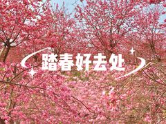 -天适樱花悠乐园
