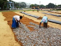 -尼甘布海鲜市场