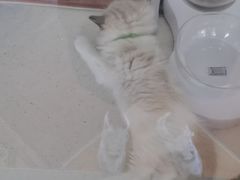 -糯米喵星人总部直营旗舰店·猫舍·幼猫出售