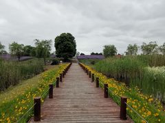 -西京湾花海