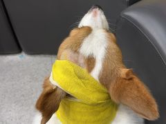 -谐和贝康宠物医院24小时·宠保定点(急重症转诊中心)