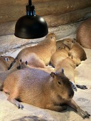 点击看大图 -Zoolung Zoolung动物主题公园(海信广场店)